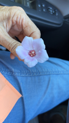 Hibiscus denudatus