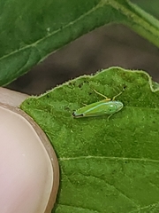 Graphocephala versuta