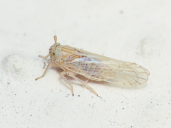 Delphacidae