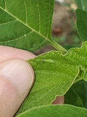 Graphocephala versuta