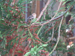 Fringilla coelebs moreletti