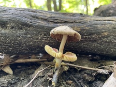 Amanita fulva