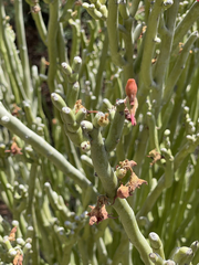 Euphorbia lomelii
