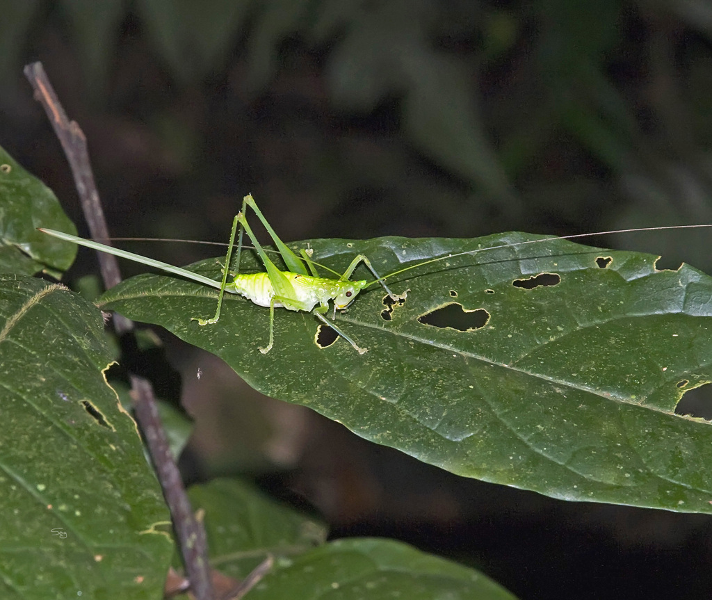 Daedalellus nigrofastigium