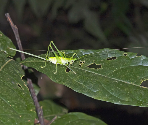Daedalellus nigrofastigium