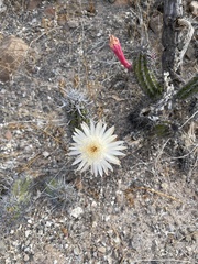 Stenocereus gummosus