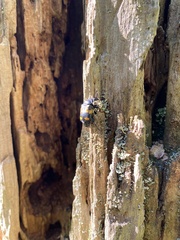 Nicrophorus defodiens