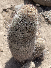 Mammillaria dioica