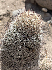 Mammillaria dioica