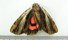 Catocala ultronia
