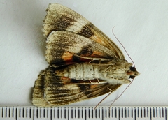 Catocala ultronia
