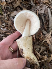 Volvariella