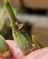 Ocyptamus fuscipennis