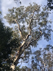 Angophora costata