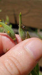 Ocyptamus fuscipennis