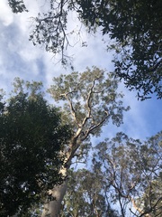 Angophora costata