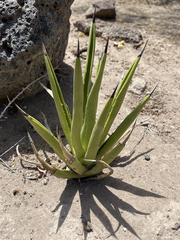 Agave datylio