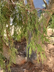 Cupressus nootkatensis