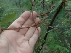Arbutus arizonica