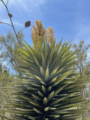 Yucca valida