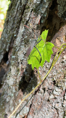 Acanthocephala terminalis