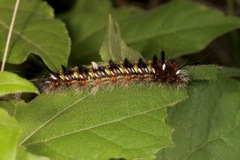 Apatelodes pudefacta