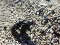 Cicindela oregona