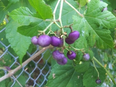 Ampelopsis