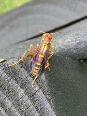 Polistes dorsalis