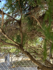 Cupressus nootkatensis