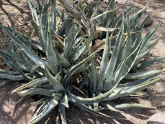 Agave cerulata