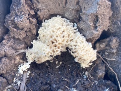 Sparassis spathulata