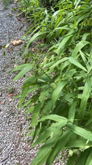 Chasmanthium latifolium