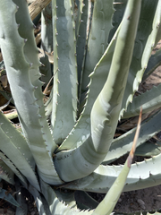 Agave cerulata