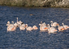 Phoenicopterus chilensis