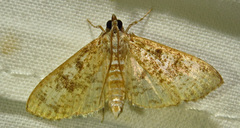 Palpita freemanalis