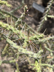Cylindropuntia waltoniorum
