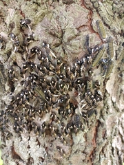 Catasticta teutila