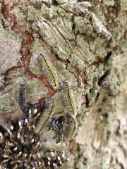 Catasticta teutila