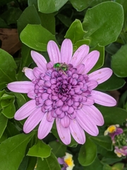 Augochlora pura