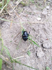 Geotrupidae