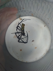 Trichonephila clavata