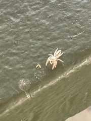 Metaphidippus