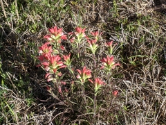 Castilleja indivisa