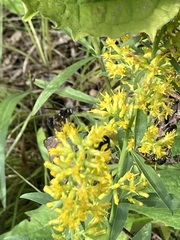 Physocephala tibialis