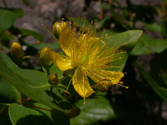Hypericum grandifolium