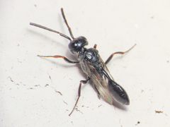 Zeuxevania splendidula