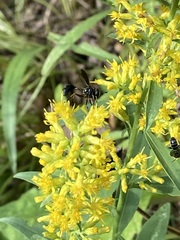 Physocephala tibialis