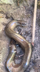 Anguis fragilis