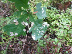 Erysiphe alphitoides